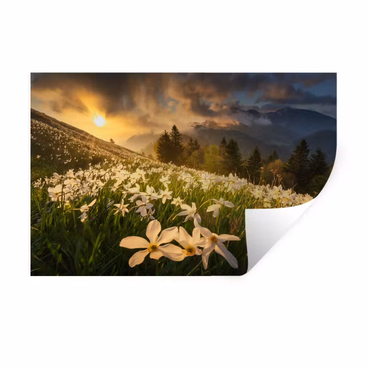 Bloemenveld - Heuvels - Zonsondergang - Berg - Natuur - Wit Muursticker klein -3d