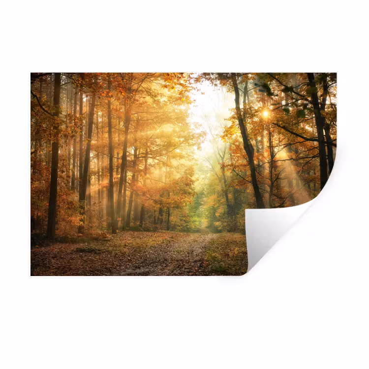 Bos - Herfst - Zon - Landschap - Natuur - Bomen - Bladeren Muursticker klein -3d