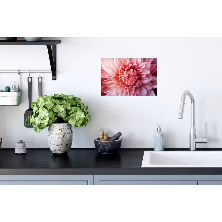 Dahlia - Bloem - Close up - Roze Muursticker klein -keuken