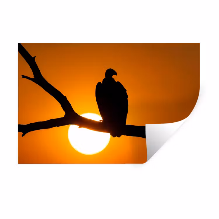 Gier - Tak - Zon - Oranje Muursticker klein -3d
