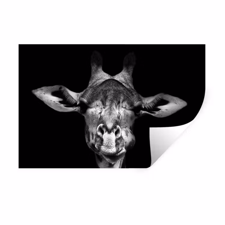 Giraffe - Portret - Dieren - Zwart - Wit Muursticker klein -3d