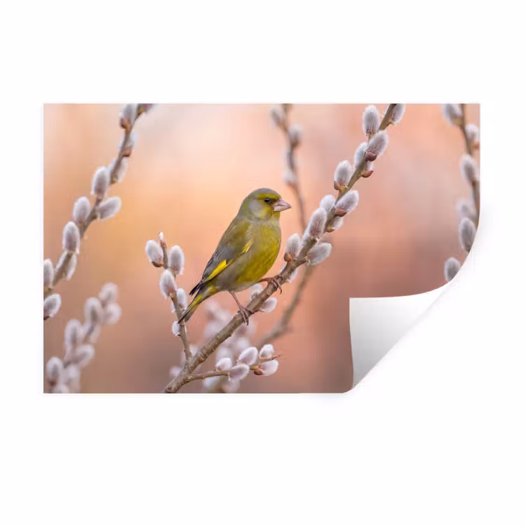 Groenling - Katjes - Lente - Natuur - Zacht Muursticker klein -3d