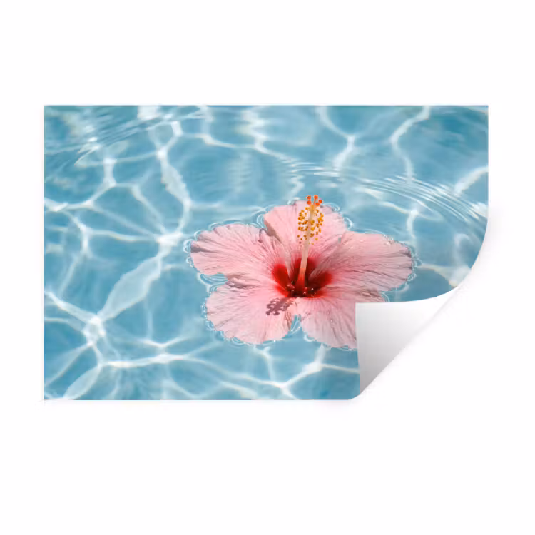 Hibiscus - Water - Roze Muursticker klein -3d