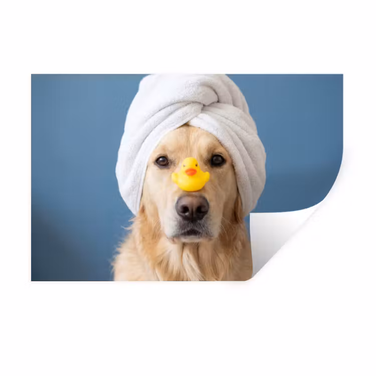 Hond - Badeend - Geel Muursticker klein -3d
