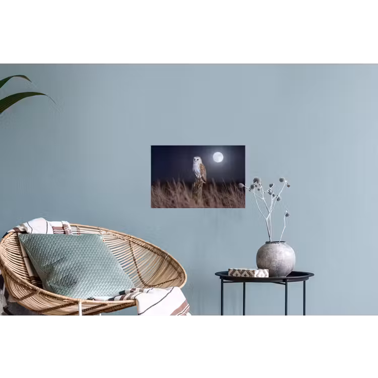 Kerkuil - Maan - Nacht Muursticker klein -plant