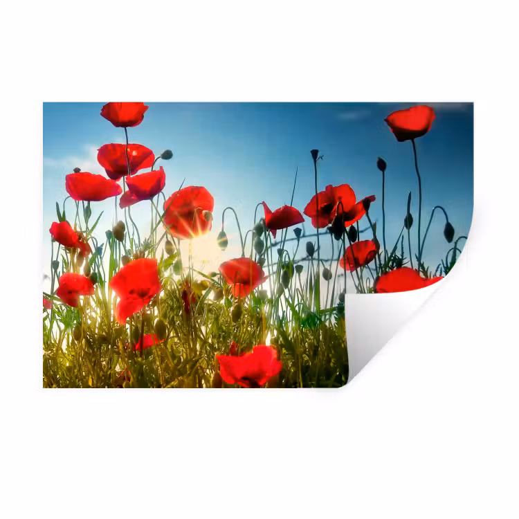 Klaprozen - Toscane - Zon - Rood - Blauw Muursticker klein -3d
