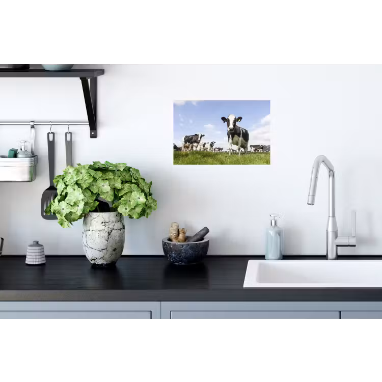 Koeien - Gras - Dieren - Zon - Boerderij Muursticker klein -keuken