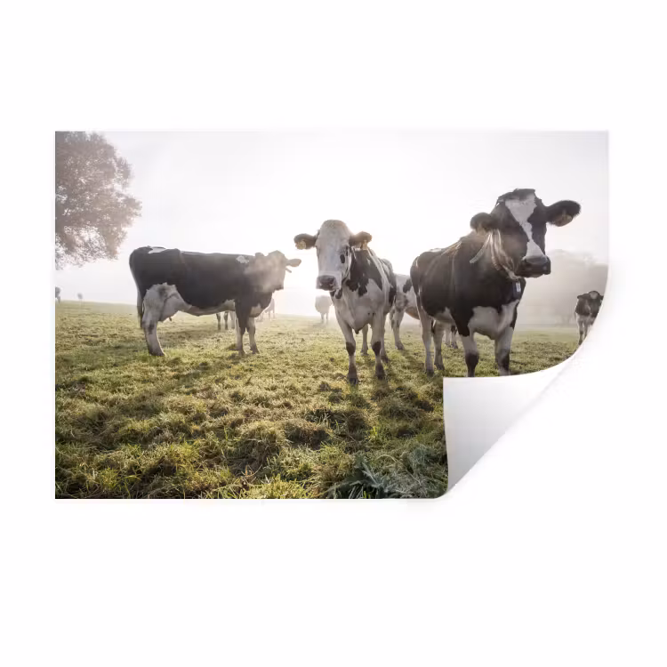 Koeien - Licht - Gras - Dieren Muursticker klein -3d