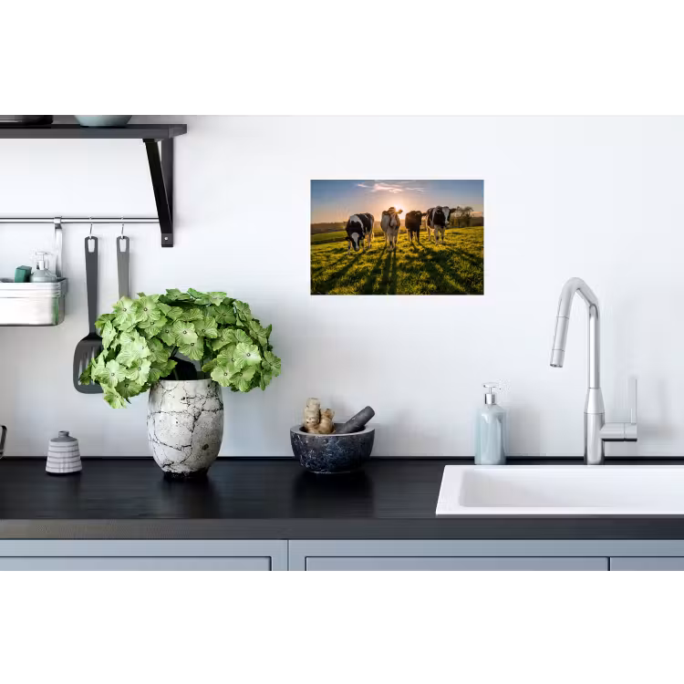 Koeien - Zon - Gras - Dieren - Boerderij Muursticker klein -keuken