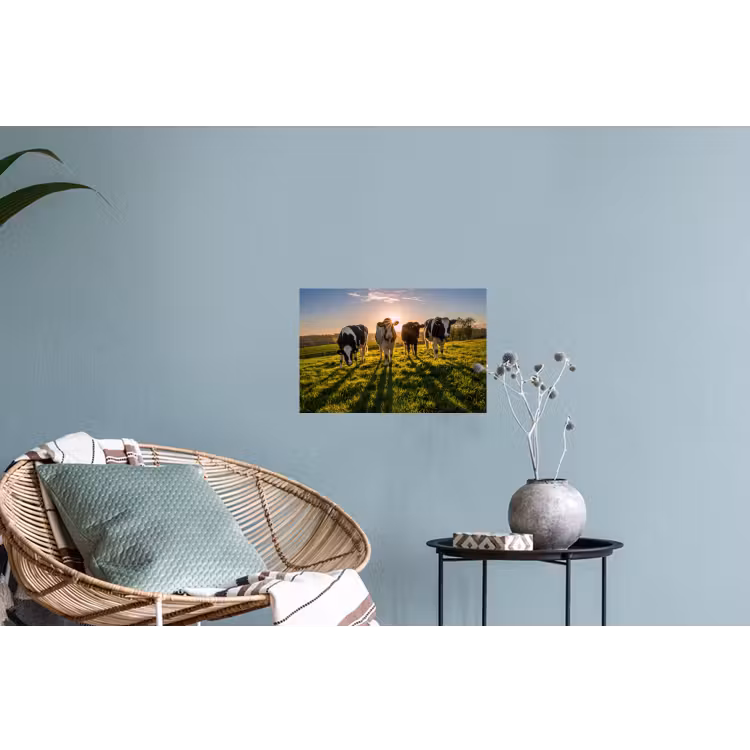 Koeien - Zon - Gras - Dieren - Boerderij Muursticker klein -plant