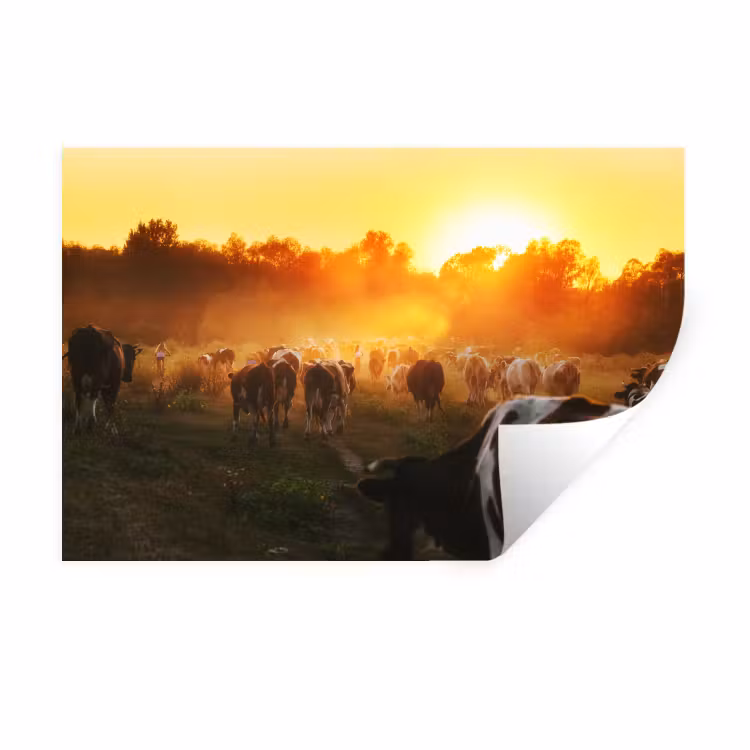 Koeien - Zonsondergang - Weiland - Dieren Muursticker klein -3d