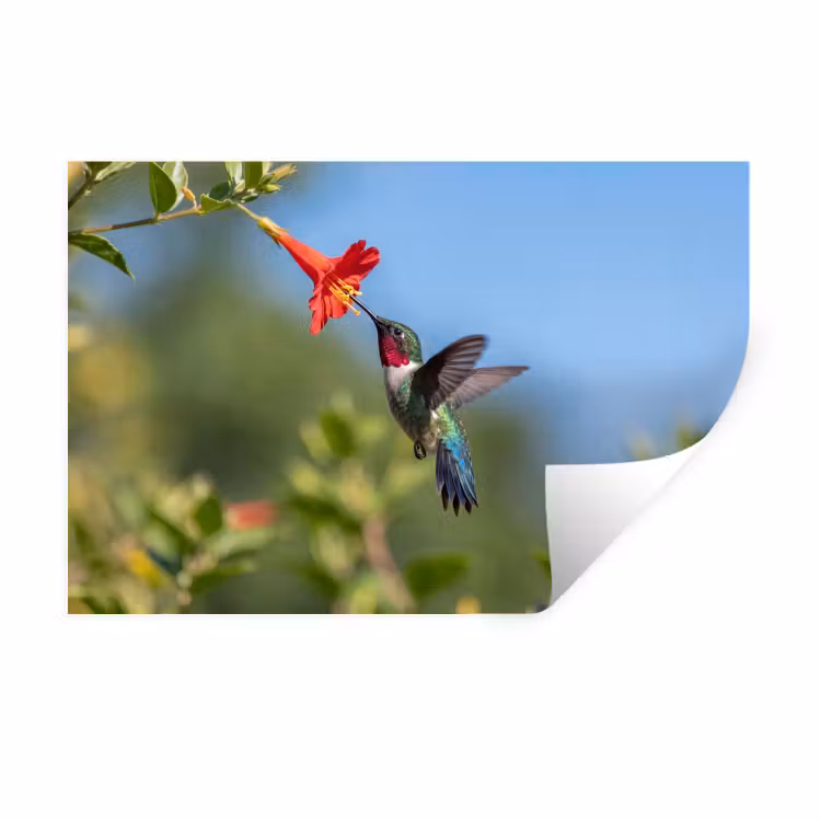 Kolibrie - Bloem - Natuur - Groen Muursticker klein -3d