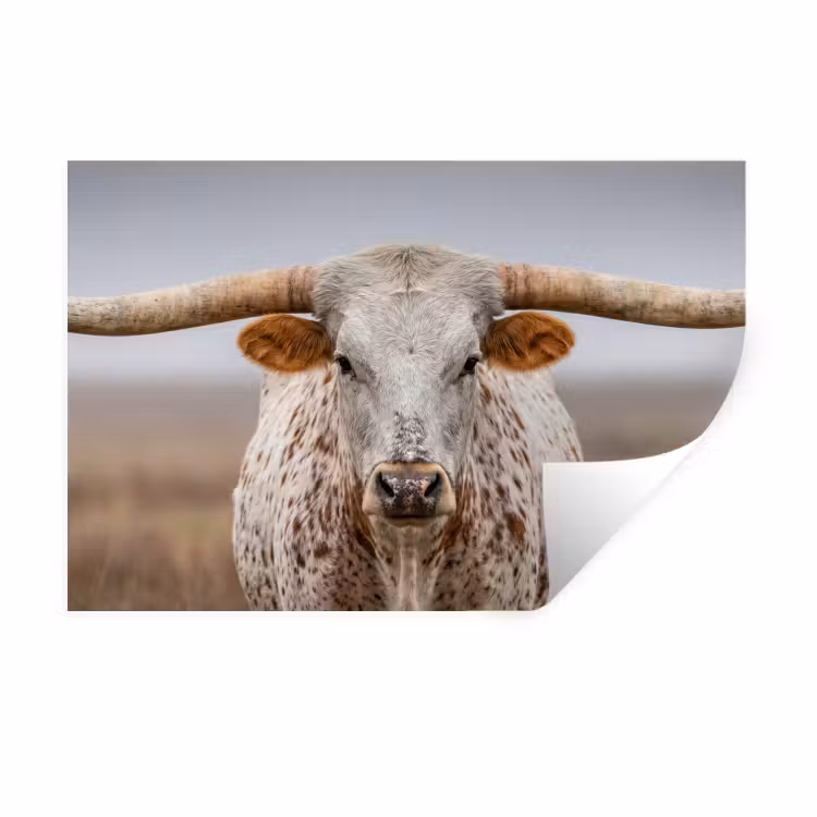 Longhorn - Grasveld - Dier Muursticker klein -3d