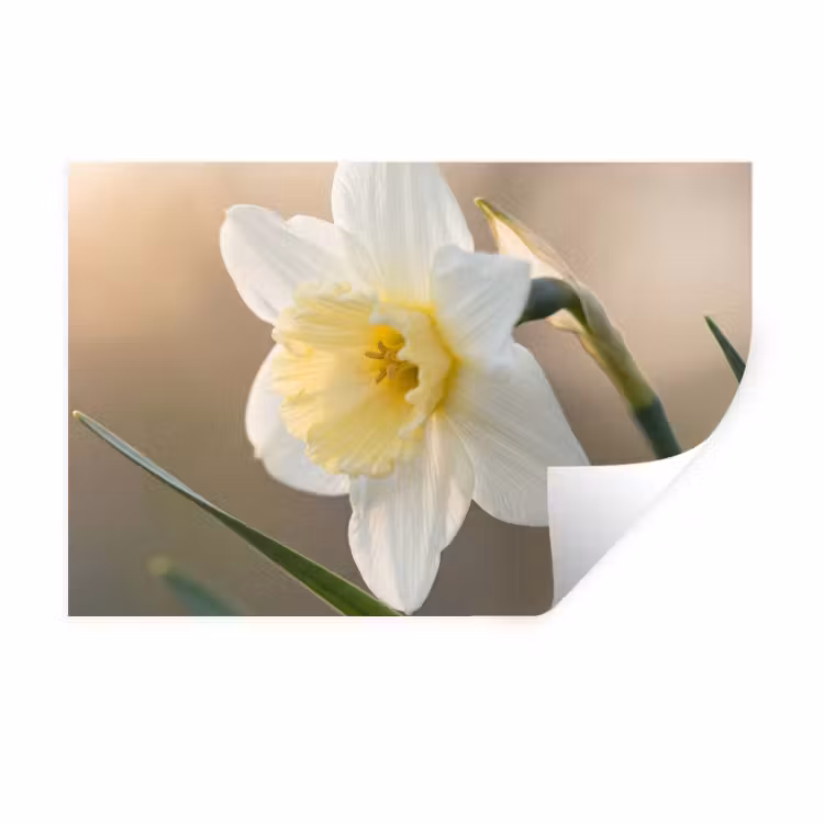 Narcis - Bloem - Minimalistisch Muursticker klein -3d