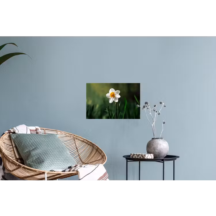 Narcis - Bloem - Wit - Grassprieten Muursticker klein -plant