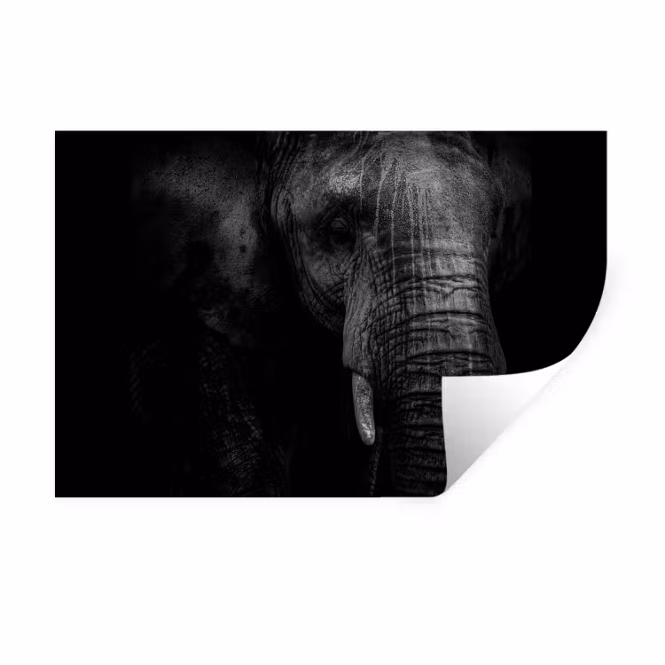 Olifant - Dier - Portret Muursticker klein -3d