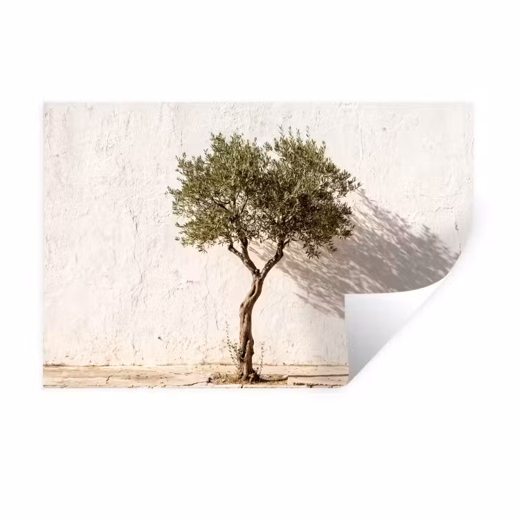 Muursticker - Olijfboom - muur - wit - Olijfboom - muur - wit Muursticker klein