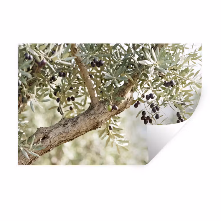 Muursticker - Olijfboom - tak - groen - Olijfboom - tak - groen Muursticker klein
