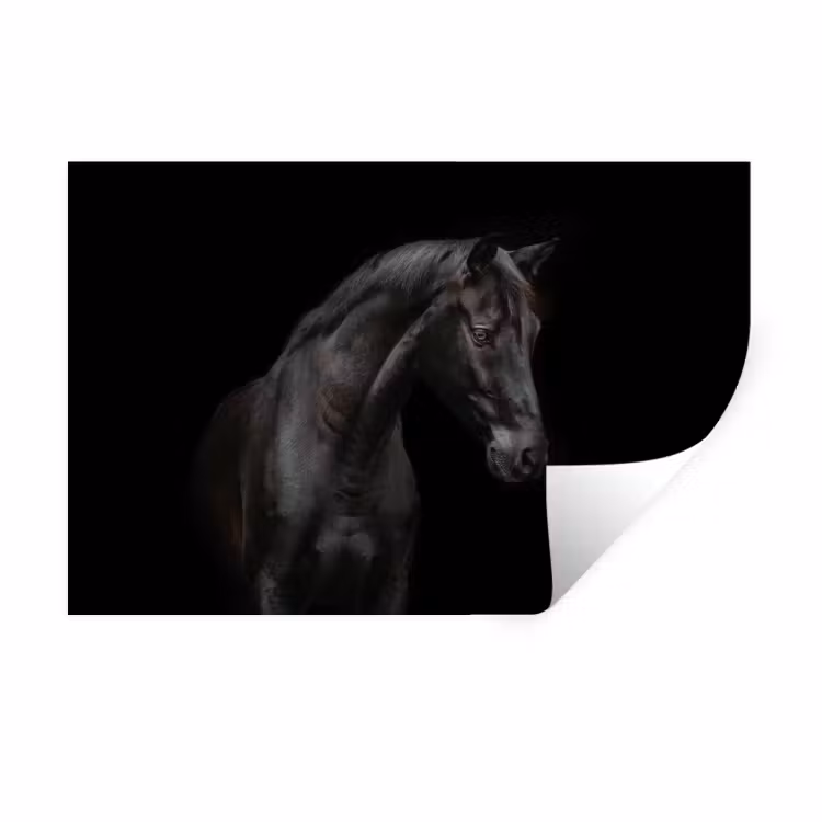 Paard - Dieren - Zwart - Portret Muursticker klein -3d