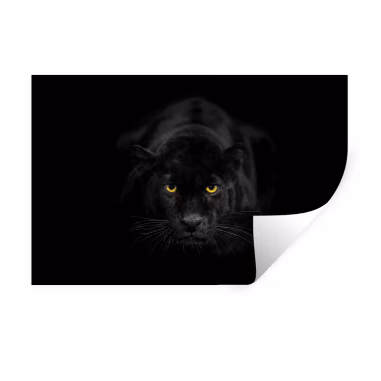 Panter - Dieren - Zwart - Ogen Muursticker klein -3d