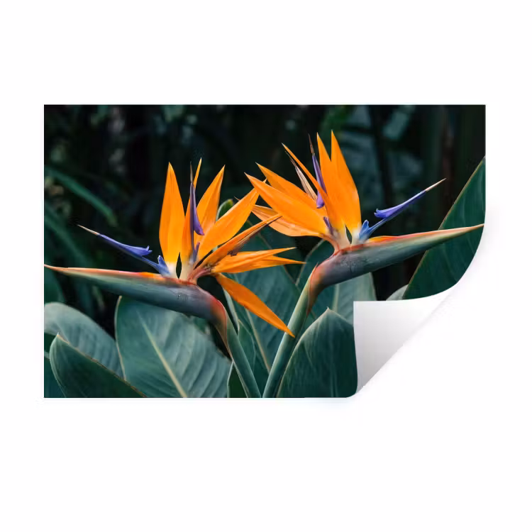 Paradijsvogel - Bloem - Exotisch Muursticker klein -3d