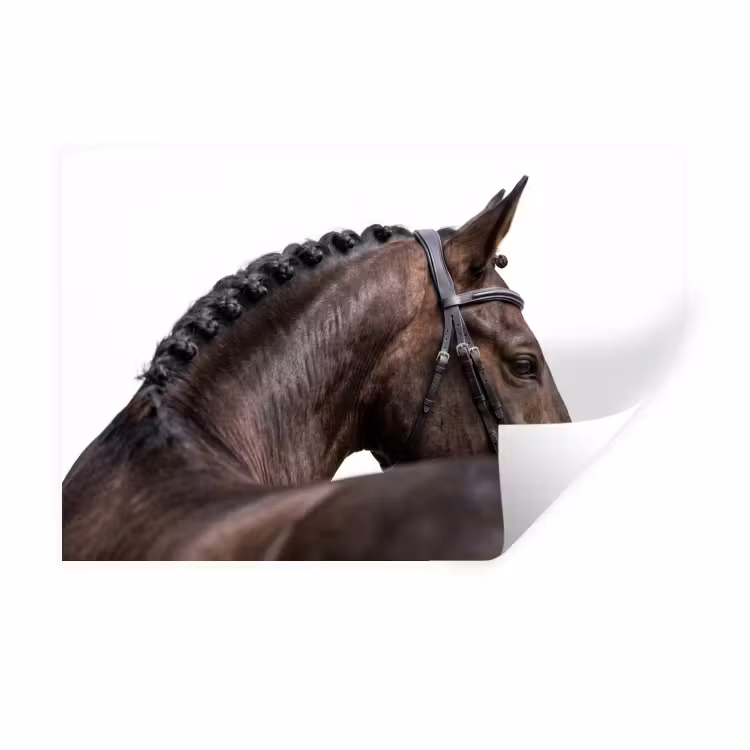 Portret - Paard - Elegant Muursticker klein -3d