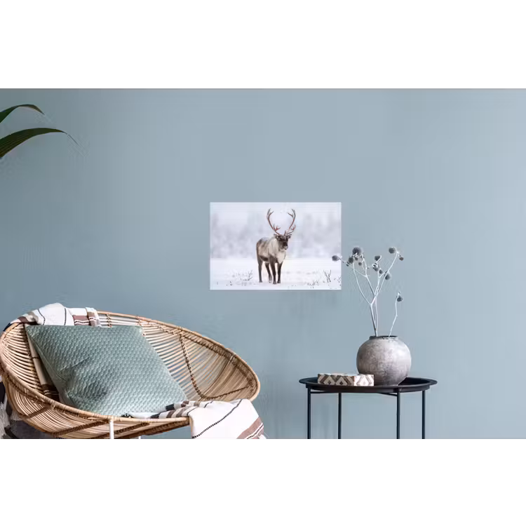 Rendier - Gewei - Toendra - Sneeuw - Wild Muursticker klein -plant