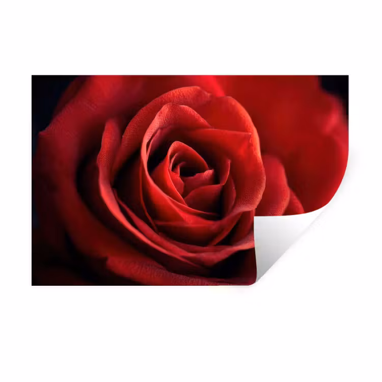 Rood - Roos - Romantisch Muursticker klein -3d