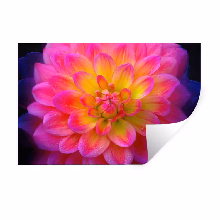 Roze - Dahlia - Kleurrijk Muursticker klein -3d