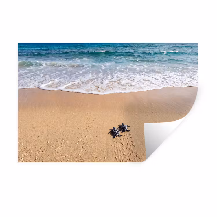 Schildpad - Jong - Strand - Oceaan - Blauw Muursticker klein -3d