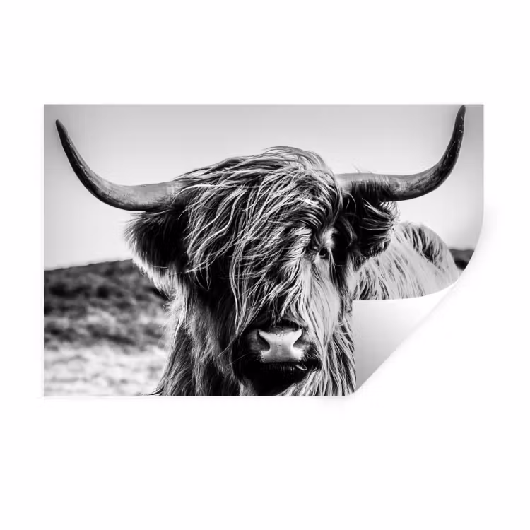 Schotse hooglander - Close up - Horens - Vacht - Zwart Wit Muursticker klein -3d