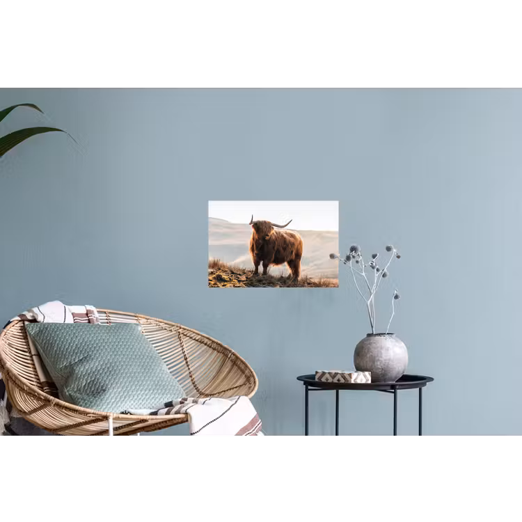 Schotse hooglander - Dieren - Landelijk - Landschap - Koe - Natuur Muursticker klein -plant