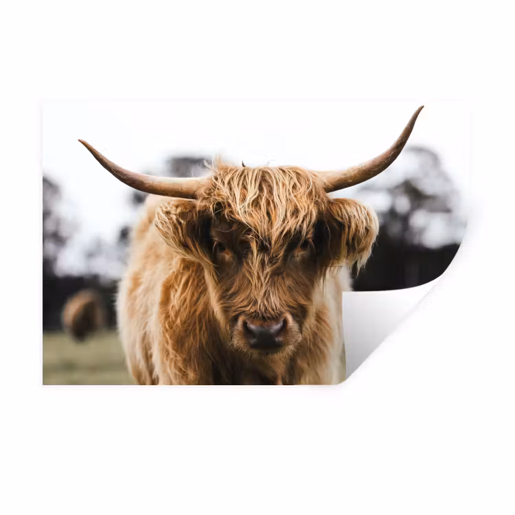 Schotse Hooglander - Koe - Gras - Dieren - Natuur Muursticker klein -3d