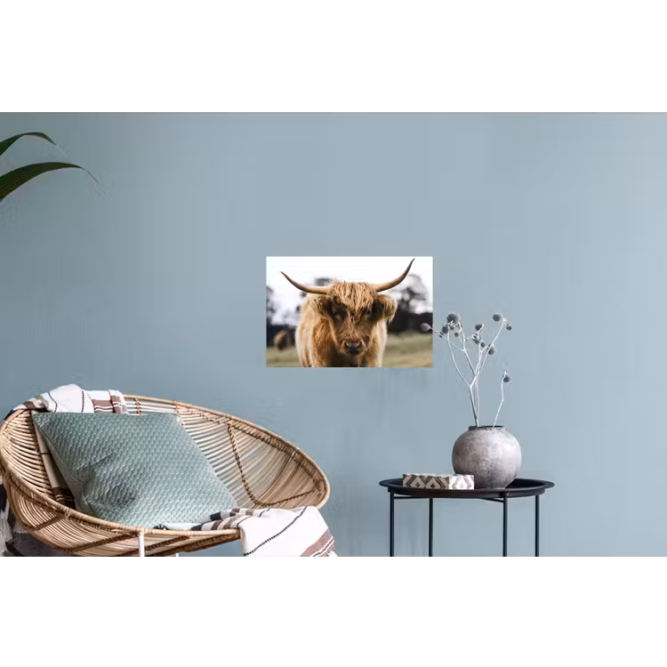 Schotse Hooglander - Koe - Gras - Dieren - Natuur Muursticker klein -plant