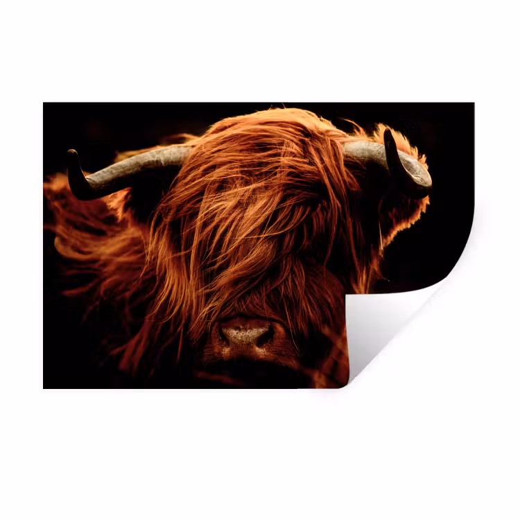 Schotse hooglander - Koe - Hoorns - Portret - Dieren Muursticker klein -3d