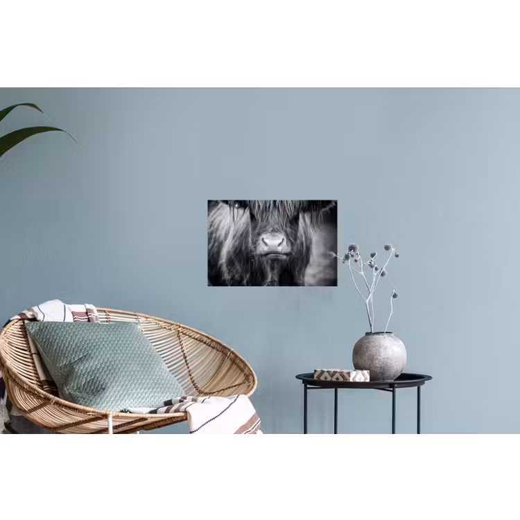 Schotse hooglander - Koe - Zwart - Wit - Dieren Muursticker klein -plant