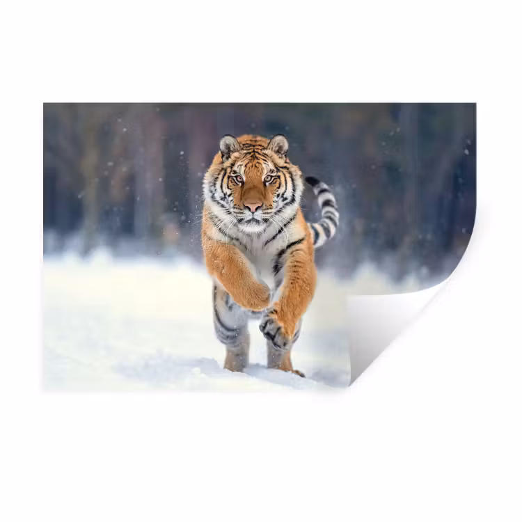 Tijger - Landschap - Sneeuw - Winter - Dieren Muursticker klein -3d