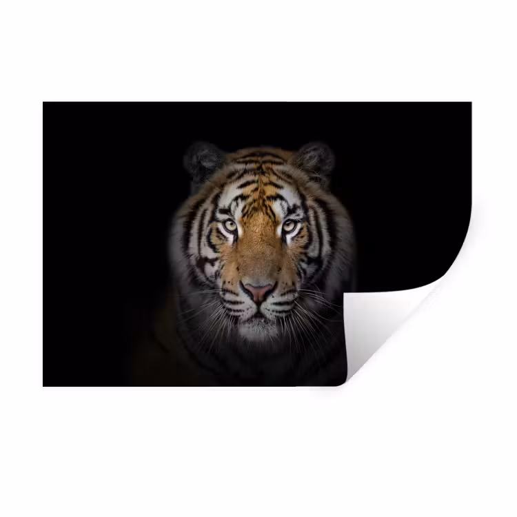 Tijger - Wilde dieren - Portret - Zwart - Dieren Muursticker klein -3d