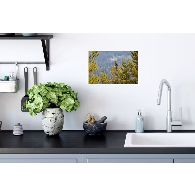 Uil - Oehoe - Bomen - Natuur Muursticker klein -keuken
