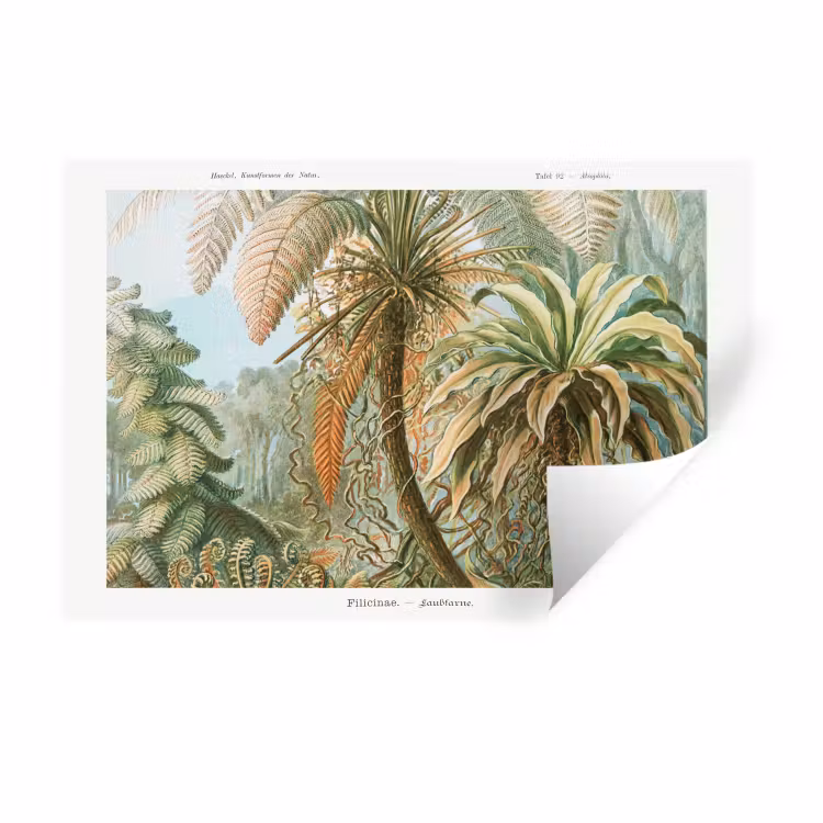 Filicinae - Tuindecoratie - Tuinposter - Vintage - Oude meesters Muursticker klein -3d
