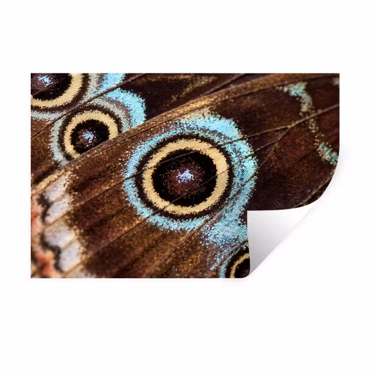 Vleugels - Vlinder - Blauw Muursticker klein -3d