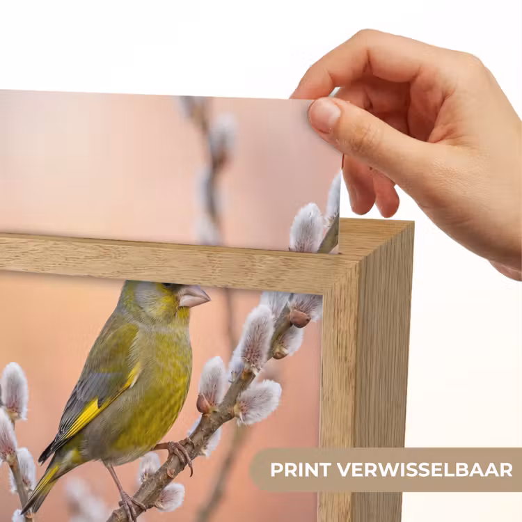 Groenling - Katjes - Lente - Natuur - Zacht Light Box met kabel (Kinderlampje) klein -USP_websiteprintNL