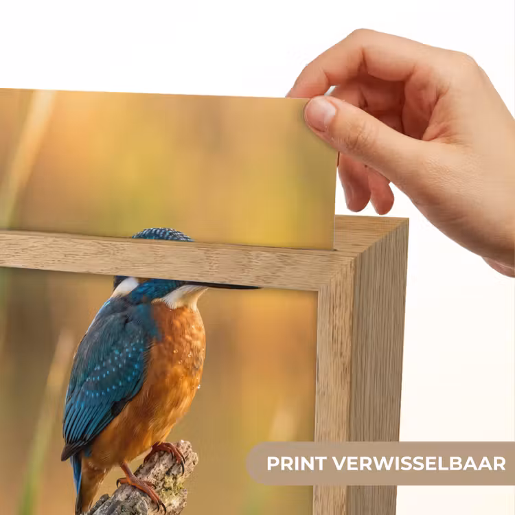 IJsvogel - Tak - Water - Kleurrijk - Levendig Light Box met kabel (Kinderlampje) klein -USP_websiteprintNL