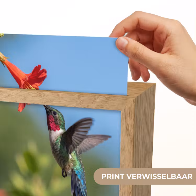 Kolibrie - Bloem - Natuur - Groen Light Box met kabel (Kinderlampje) klein -USP_websiteprintNL