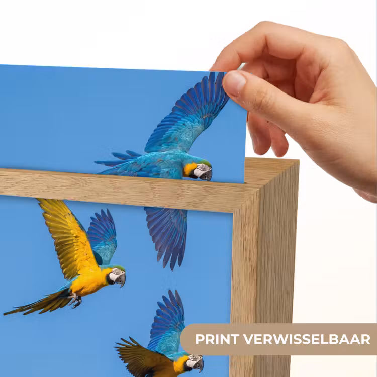 Papagaai - Vliegen - Blauw - Geel Light Box met kabel (Kinderlampje) klein -USP_websiteprintNL