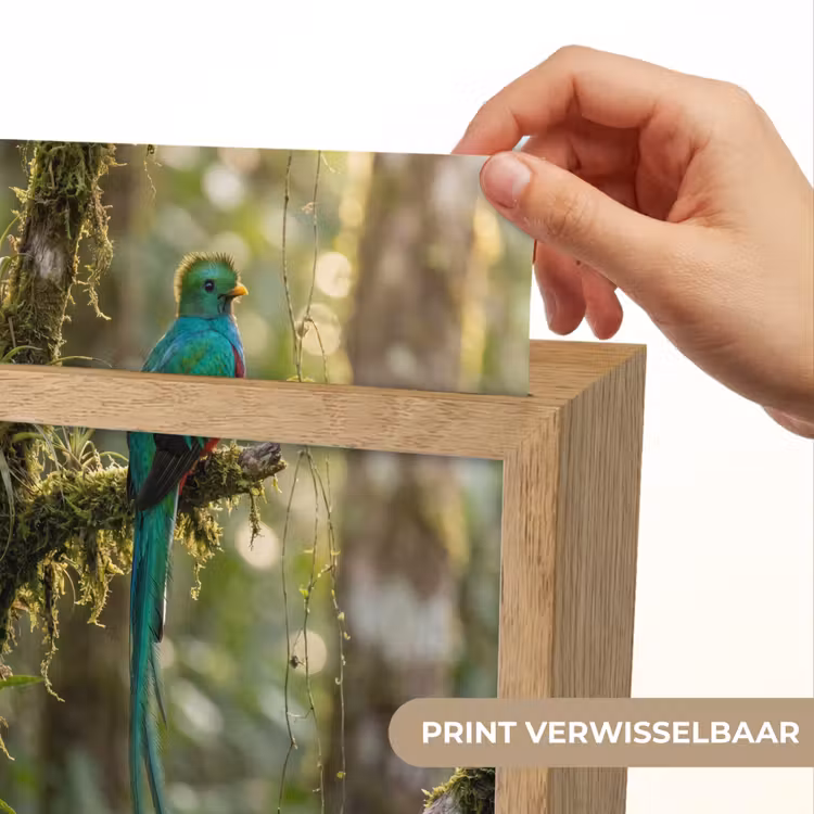 Quetzal - Jungle - Natuur - Groen Light Box met kabel (Kinderlampje) klein -USP_websiteprintNL