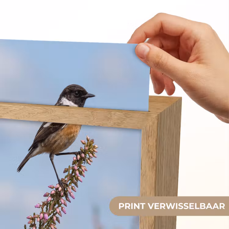 Roodborsttapuit - Heide - Paars - Natuur - Sfeervol Light Box met kabel (Kinderlampje) klein -USP_websiteprintNL