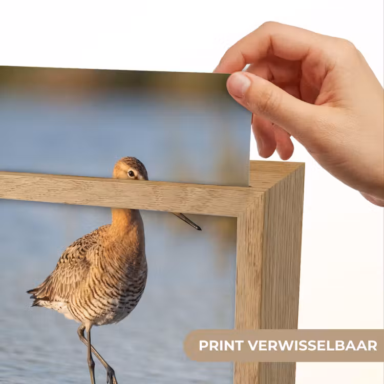 Vogel - Steltloper - Water - Natuur Light Box met kabel (Kinderlampje) klein -USP_websiteprintNL