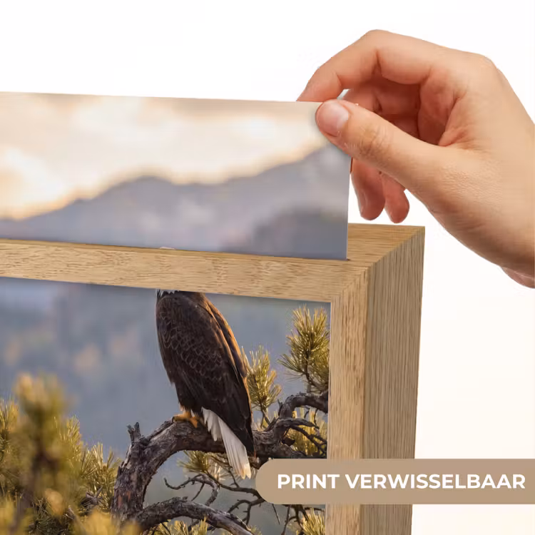 Zeearend - Boom - Bergen - Groen Light Box met kabel (Kinderlampje) klein -USP_websiteprintNL