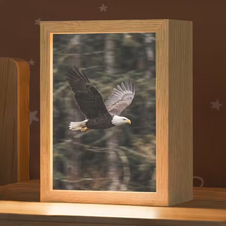 Zeearend - Vliegen - Bos - Natuur Light Box met kabel (Kinderlampje) klein -zzz_3d_website